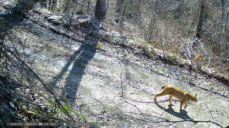 На Шар Планина регистрирани две нови единки од балкански рис